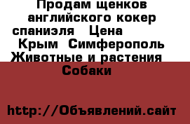 Продам щенков английского кокер спаниэля › Цена ­ 4 000 - Крым, Симферополь Животные и растения » Собаки   
